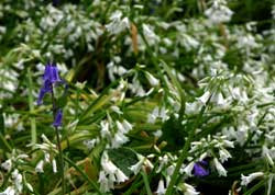 Bluebells