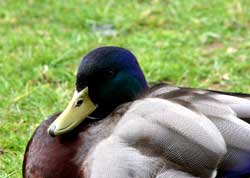 Mallard