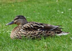 Mallard