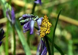 Fritillary butterfly - Cabilla and Redrice woods