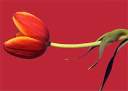 Digital Art - Tulip