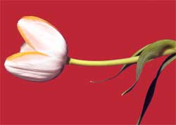 Digital Art - Tulip