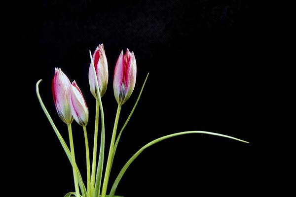 1st April - 100th Spring Flower Show at Boconnoc House.
