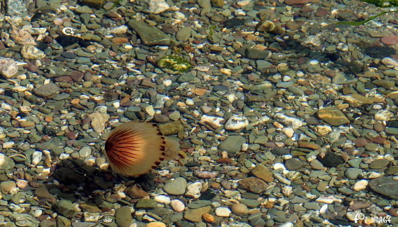 25 August 2017 - Compass Jellyfish © Ian Foster / fozimage