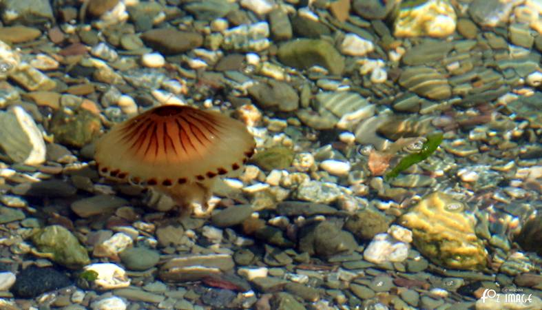 25 August 2017 - Compass Jellyfish © Ian Foster / fozimage