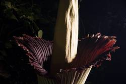 Flowering Titan Arum at Eden