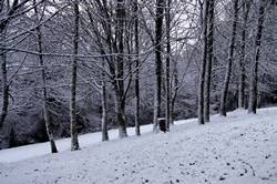 Treheath estate in the snow