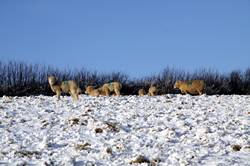 Sheep in the snow