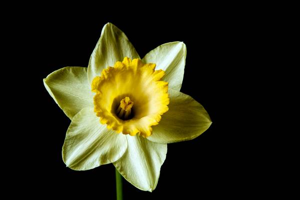 Still Life Study - Early Daffs - © Ian Foster / fozimage Still Life Study - Early Daffs - © Ian Foster / fozimage