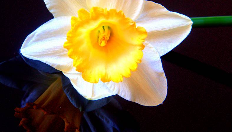 Still Life Study - Early Daffs - © Ian Foster / fozimage Still Life Study - Early Daffs - © Ian Foster / fozimage