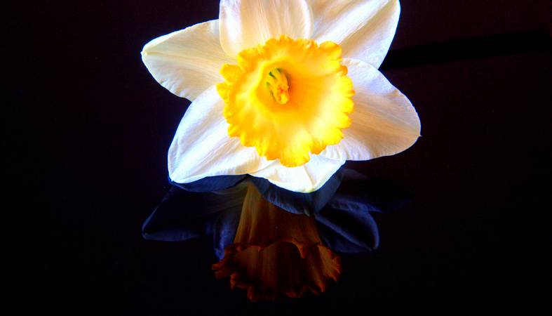 Still Life Study - Early Daffs - © Ian Foster / fozimage Still Life Study - Early Daffs - © Ian Foster / fozimage