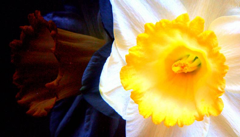 Still Life Study - Early Daffs - © Ian Foster / fozimage Still Life Study - Early Daffs - © Ian Foster / fozimage
