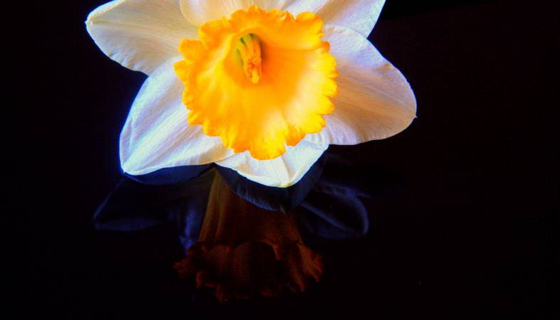 Still Life Study - Early Daffs - © Ian Foster / fozimage Still Life Study - Early Daffs - © Ian Foster / fozimage