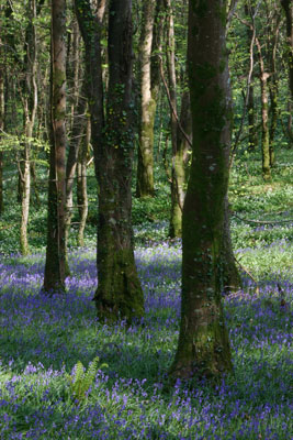 Bluebells - Sandplace woods