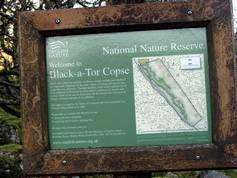 Black-a-tor Copse