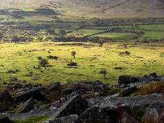 Craddock Moor and Witheybrook Marsh