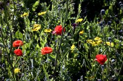 West Pentire - Corn Marigolds and Red Poppies