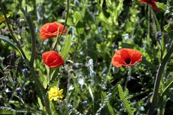 West Pentire - Corn Marigolds and Red Poppies