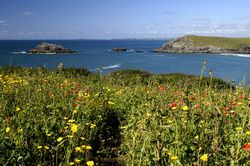 West Pentire - Corn Marigolds and Red Poppies