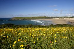 West Pentire - Corn Marigolds and Red Poppies