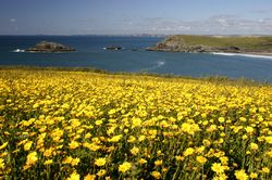 West Pentire - Corn Marigolds and Red Poppies