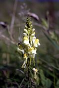 West Pentire - Lesser snapdragon