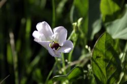 West Pentire - Field Pansy