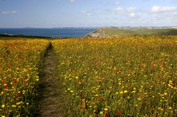 West Pentire - Corn Marigolds and Red Poppies