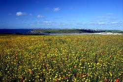 West Pentire - Corn Marigolds and Red Poppies