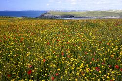 West Pentire - Corn Marigolds and Red Poppies