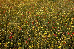 West Pentire - Corn Marigolds and Red Poppies