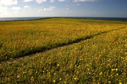 West Pentire - Corn Marigolds and Red Poppies