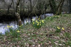 Respryn - daffodils along the river bank