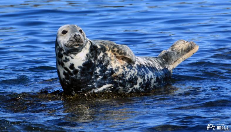 26 March 2017 - Grey Seals © Ian Foster / fozimage