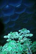 Eden - Rainforest Biome at night