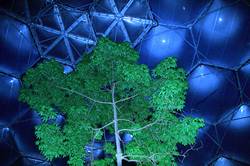 Eden - Rainforest Biome at night