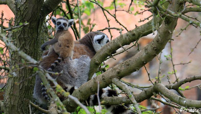 Lemur and baby - © Ian Foster / fozimage 1st May 2015 - Lemur and baby - © Ian Foster / fozimage