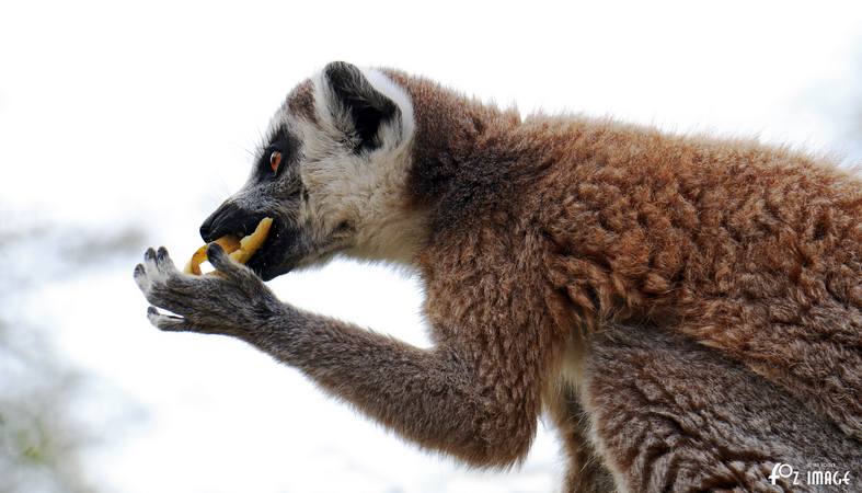 Lemur and baby - © Ian Foster / fozimage 1st May 2015 - Lemur and baby - © Ian Foster / fozimage