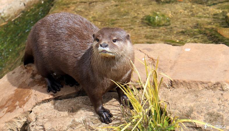 Otters - © Ian Foster / fozimage 1st May 2015 - Otters - © Ian Foster / fozimage