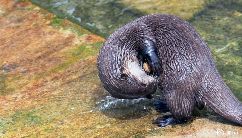Otters - © Ian Foster / fozimage 1st May 2015 - Otters - © Ian Foster / fozimage