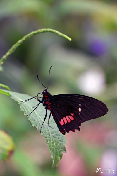 Butterfly - © Ian Foster / fozimage 1st May 2015 - Butterfly - © Ian Foster / fozimage