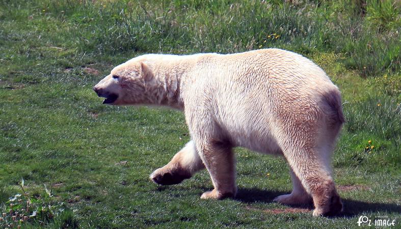 31 May 2017 - Yorkshire Wildlife Park - Polar Bear © Ian Foster / fozimage