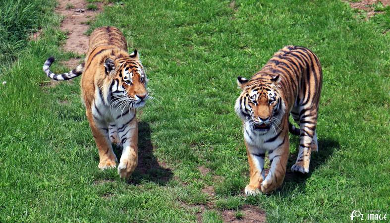 31 May 2017 - Yorkshire Wildlife Park - Amur Tigers © Ian Foster / fozimage