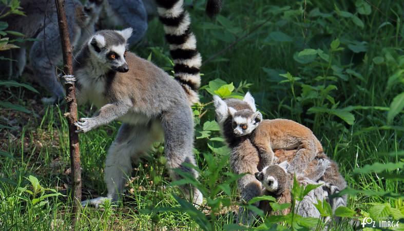 31 May 2017 - Yorkshire Wildlife Park - Lemurs © Ian Foster / fozimage