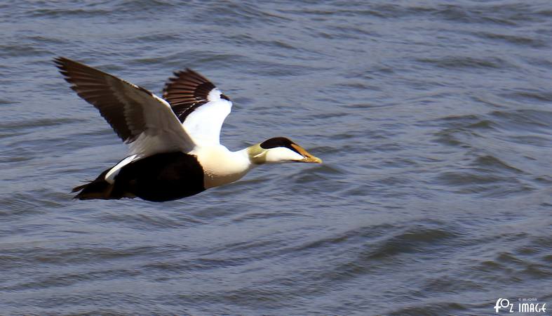 3 May 2017 - Eric the Eider duck © Ian Foster / fozimage