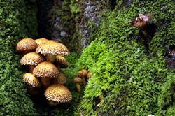 Pholiota Squarrosa - Golitha falls