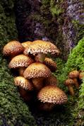 Pholiota Squarrosa - Golitha falls