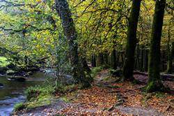 Beech avenue - Golitha falls