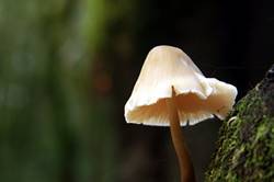 Fungi - Golitha falls