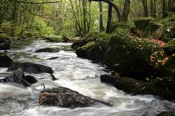 Golitha falls